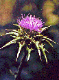 Highway of All Longevity milkthistle