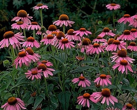 Echinacea Two