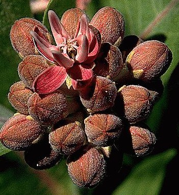 Showy Milkweed